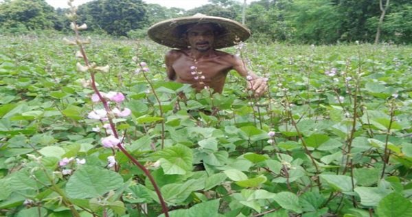 চৌগাছায় গ্রীষ্মকালীন শিম চাষ, বাম্পার ফলনের আশা