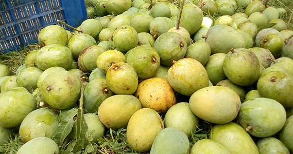 বাংলাদেশ থেকে আম আমদানি করতে আগ্রহী রাশিয়া