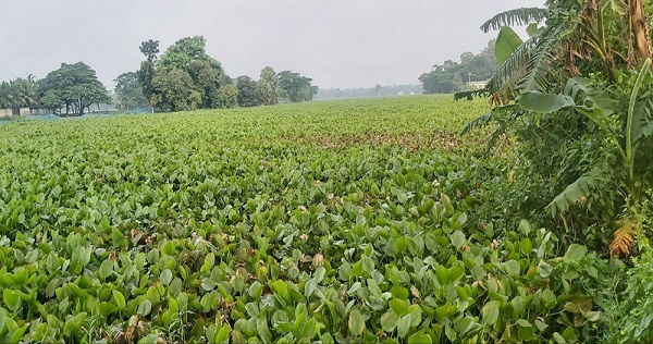 চাঁদপুর-ফরিদগঞ্জ কচুরিপানার জটে নৌপথ অচল