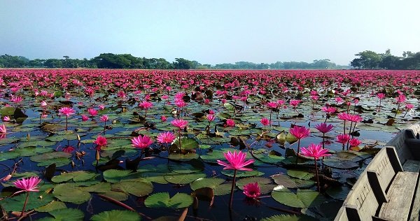 পদ্মা কন্যা রাজবাড়ীতে বিলুপ্তির পথে শাপলা