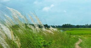 প্রকৃতিতে শুভ্রতা ছড়াচ্ছে কাশফুল