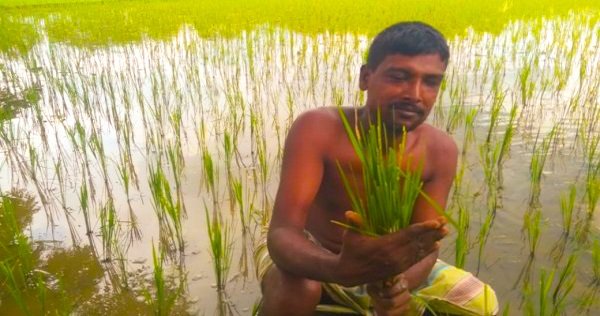 গাজীপুরে উফশী “বিনা ১৭” ধান চাষ করে কৃষকের মাথায় হাত