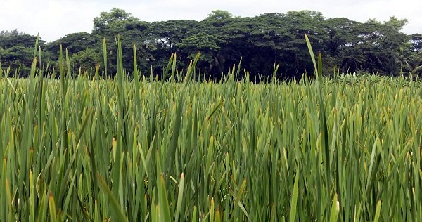 নোয়াখালীতে বছরে উৎপাদন ১২ কোটি টাকার হোগলা পাতা