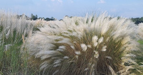 কাশফুলের সৌন্দর্যে বিমোহিত দর্শনার্থীরা