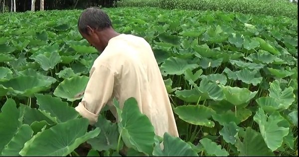 গাইবান্ধার মুখী কচু যাচ্ছে সারাদেশে