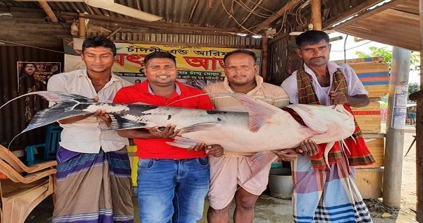 গোয়ালন্দে একটি বাঘআইড়ের দাম ৪৮ হাজার টাকা