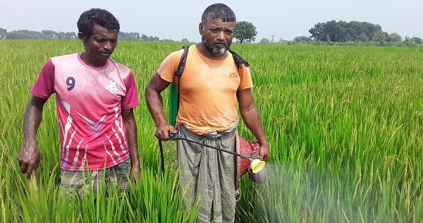 আমন ক্ষেতে কারেন্ট পোকার আক্রমণে দুশ্চিন্তায় চাষীরা