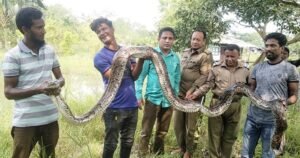 বাগেরহাটে ৪০ কেজি ওজনের অজগর উদ্ধার