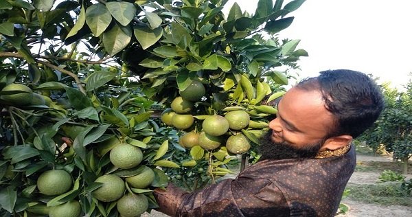 শেরপুরে দেশী-বিদেশী ফল চাষ করে সফল হযরত আলী