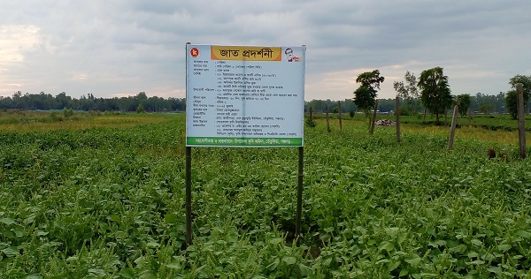 প্রথমবারের মতো তেঁতুলিয়ায় চাষ হচ্ছে পেরিলা