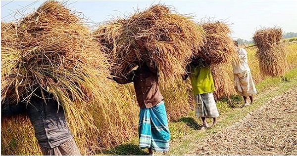 সিরাজগঞ্জে রোপা আমন ধানের বাম্পার ফলন