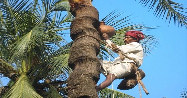 শীতে রস সংগ্রহে খেজুর গাছ পরিচর্যায় ব্যস্ত গাছিরা