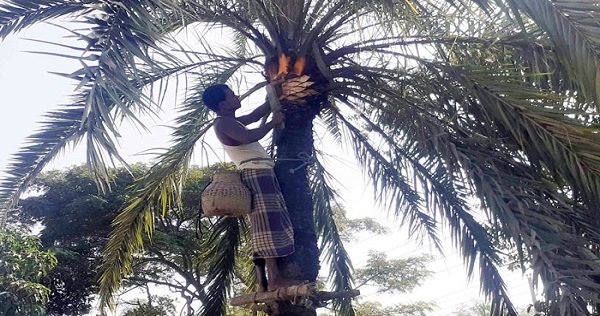 মিরসরাইয়ে খেজুরের রস সংগ্রহে ব্যস্ত গাছিরা