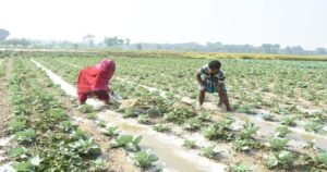 শীতের সবজিতে কৃষক খুশি