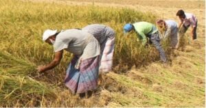 যশোরে রোপা আমন কাটার ধুম