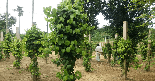 মিরসরাইয়ে চাষ হচ্ছে গোল মরিচের