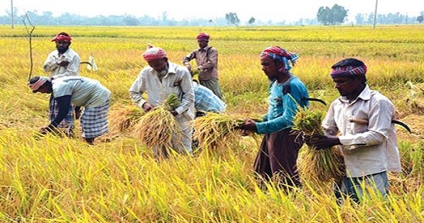 মিরসরাইয়ে আমন ধানের বাম্পার ফলন, ন্যায্য মূল্য নিয়ে শঙ্কা কৃষকদের