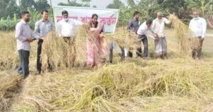 নাটোরে প্রথমবারের মতো ব্ল্যাক রাইসের চাষ