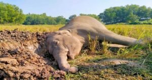 শেরপুরে ১০ দিনের ব্যবধানে আরও ১ টি হাতির মৃত্যু