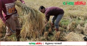 মীরসরাইয়ে আমন ধানের বাম্পার ফলন, কৃষকের মুখে হাসি