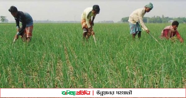 দেশের দক্ষিণ পশ্চিমাঞ্চলের ৬ জেলায় পেয়াজের বাম্পার ফলনের আশায় কৃষি বিভাগ