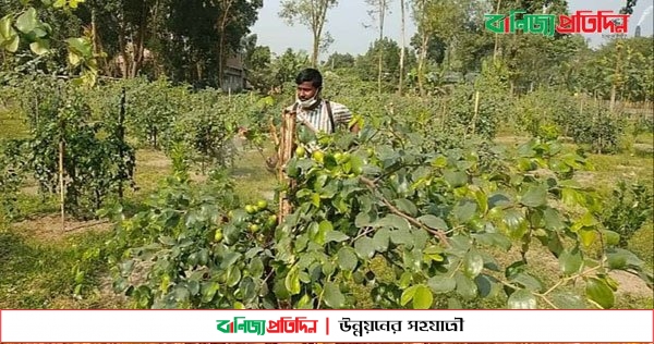 ঠাকুরগাঁওয়ে মিশ্র ফলের বাগানের স্বপ্ন বুনছেন দুই বন্ধু