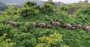 শেরপুরে বন্য হাতির তাণ্ডবে ২০০ একর জমির ধান নষ্ট