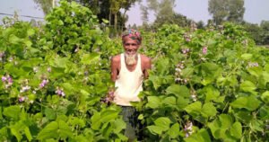 ধনবাড়ীতে শীতকালীন সবজির আবাদ ভালো, স্বস্তিতে ক্রেতারা