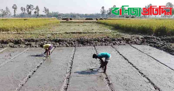 মাগুরার বোর বীজতলা তৈরীতে ব্যাস্ত সময় পার করছে কৃষকরা