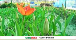 গদখালীতে নজরকাড়া টিউলিপ ফুলের চাষ শুরু