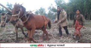 ঠাকুরগাঁওয়ে গরুর বদলে ঘোড়া দিয়ে হালচাষ