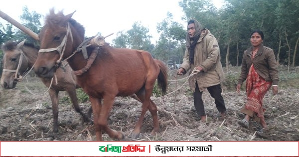 ঠাকুরগাঁওয়ে গরুর বদলে ঘোড়া দিয়ে হালচাষ