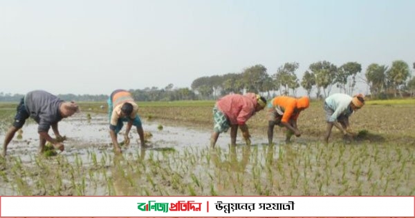 মাগুরায় কৃষকদের বোরধান চাষে ব্যাস্ততা