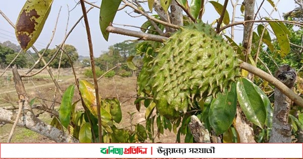 পাহাড়ে বাণিজ্যিক ভাবে চাষ হবে ‘টক আতা’