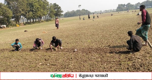 পেঁয়াজ চাষে ব্যস্ত সময় পার করছেন কুমারখালীর কৃষকরা