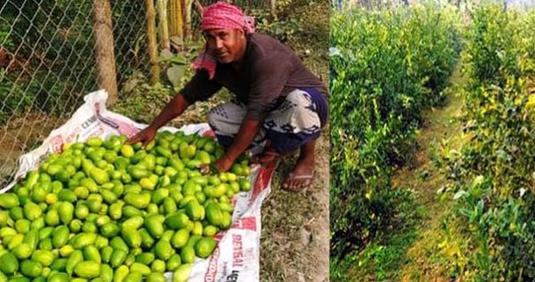 মাগুরার লেবু চাষ করে এখন স্বাবলম্বী মিজানুর