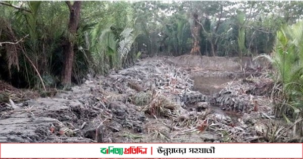 কলাপাড়ায় গোলগাছ কেটে বসতবাড়ির রাস্তা, হুমকিতে বন্যা নিয়ন্ত্রণ বাঁধ