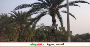 খেজুর রস সংগ্রহে ব্যস্ত নোয়াখালীর গাছিরা