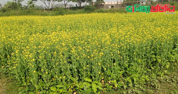 রূপগঞ্জের বাতাসে দোল খাচ্ছে হলুদের দল, কৃষকের মুখে আনন্দের ঢল