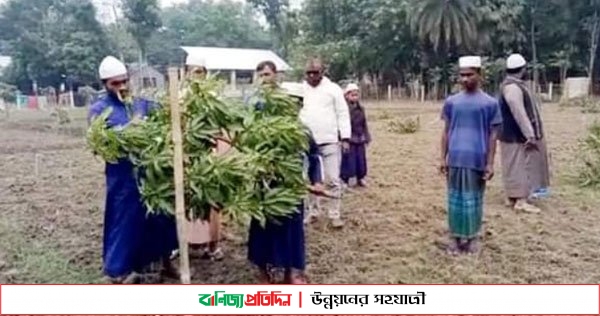 মাগুরায় মাদরাসার ৫২টি গাছ কেটে দিয়েছে দুর্বৃত্তরা