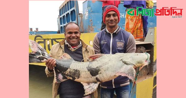 দৌলতদিয়া জেলের জালে ২১ কেজি বাগাড়