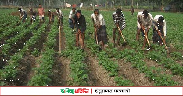 রংপুরের ৫ জেলায় আলুর বাম্পার ফলনের আশায় বুক বেধেছে কৃষক