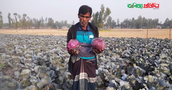 লাল বাঁধাকপি বদলে দিয়েছে বেলালের ভাগ্য