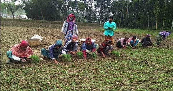 যশোরে ১৯১০ হেক্টর জমিতে শীতকালীন পেঁয়াজ চাষের লক্ষ্যমাত্রা নির্ধারণ