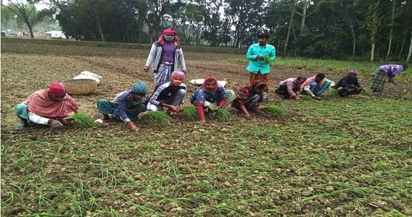 রাজগঞ্জে শীতকালীন পেঁয়াজের চাষে ব্যস্ত কৃষক