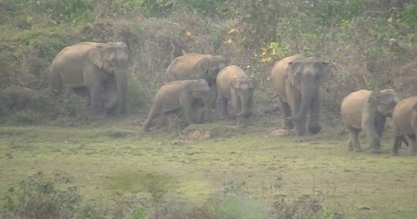 শেরপুরের সীমান্ত এলাকায় বন্য হাতির তাণ্ডবে অতিষ্ঠ এলাকাবাসী