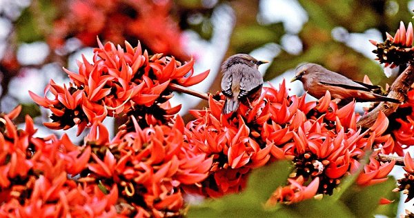 এই বসন্ত, এই ফাল্গুন ভালোবাসার