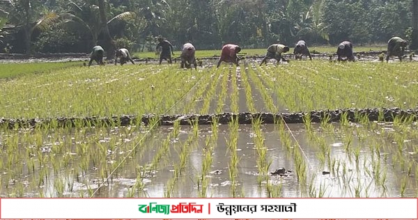 মাঠে মাঠে বোরো আবাদের ধুম