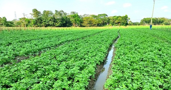 চাঁদপুরে ১১২ হেক্টর জমির ফসলের ক্ষতি