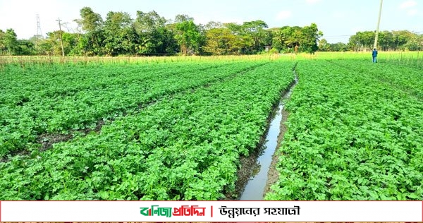 চাঁদপুরে দুই দফার বৃষ্টিতে আলু চাষিদের মাথায় হাত